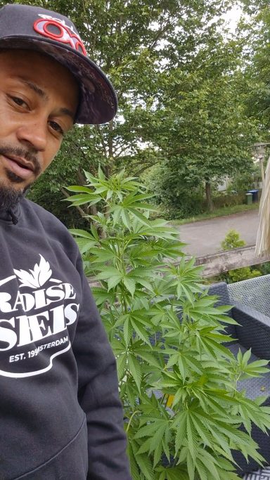 Mann posiert neben einer großen Cannabispflanze im Freien.
